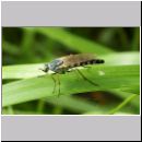 Thereva sp - Stilettfliege 03a 11mm.jpg